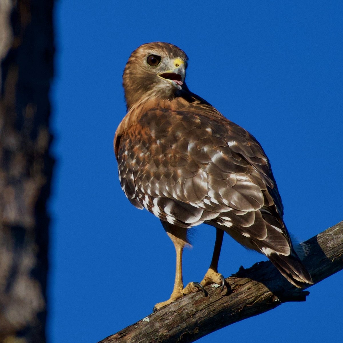 WHAT TYPE OF HAWK IS THIS? - Help Me Identify a North American Bird ...