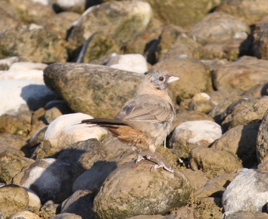Towhee.jpg