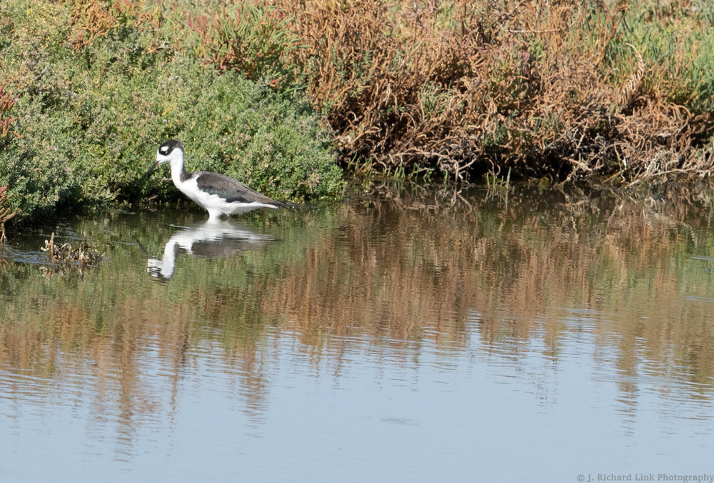 Egrets and Herons-1.jpg
