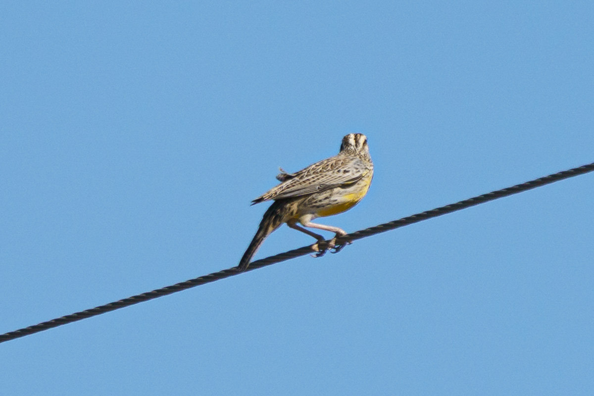 Yellow breast and white striped head? Help Me Identify a North