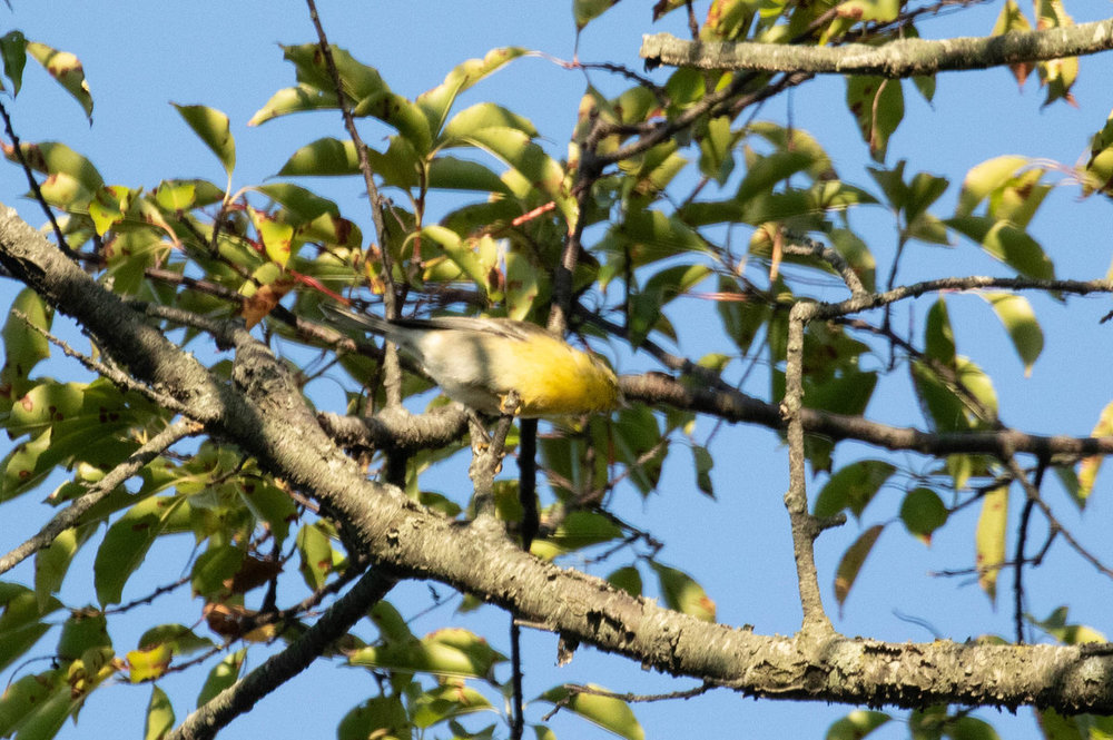 Yellow-throated Vireo for ID 2.jpg