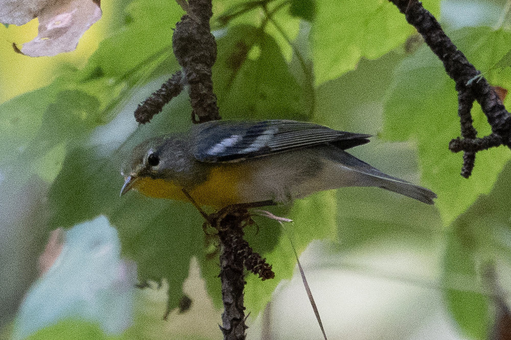 DSC04196.jpg