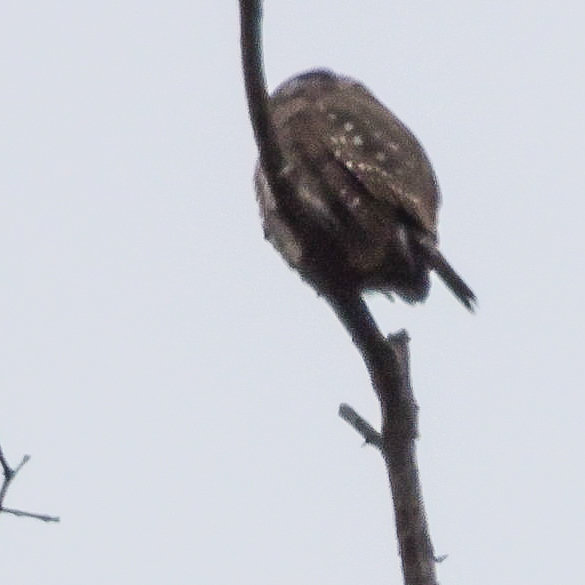 Whatbird Owl ID-.jpg