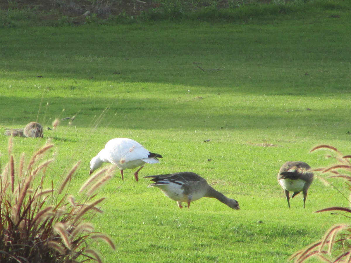 Cackling Goose - eBird