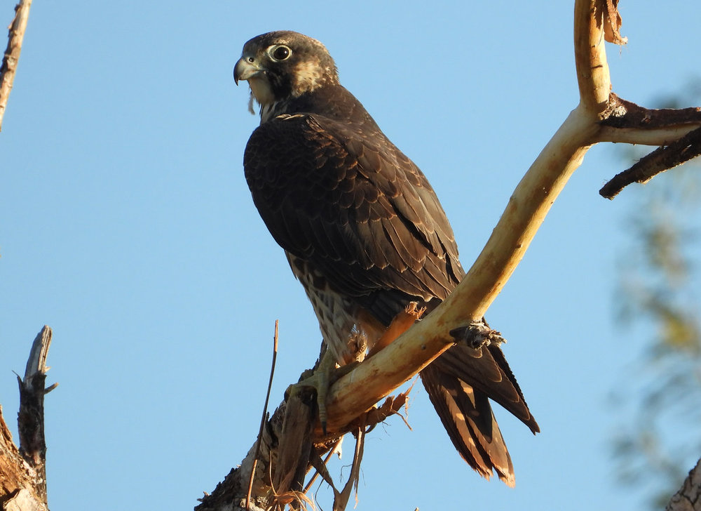 3 hawks and a falcon Help Me Identify a North American Bird