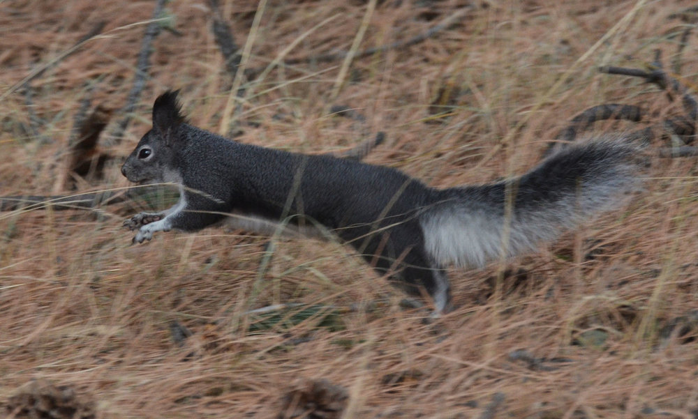 DSC_1315-1.jpg