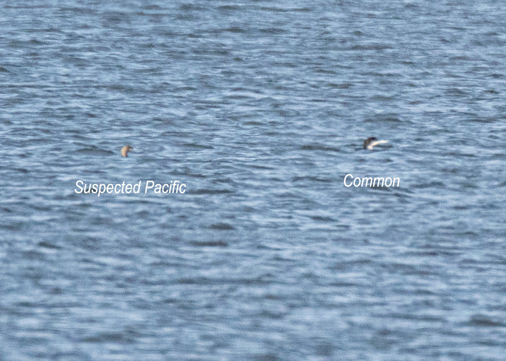 Pacific-Loon-Common-Loon-side-by-side-11-25-2019.jpg