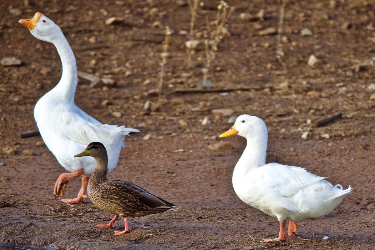 White Goose Like Bird Help Me Identify A North American Bird    5D42609 .6e5efcc288fb8b11216603ff1237b14e 