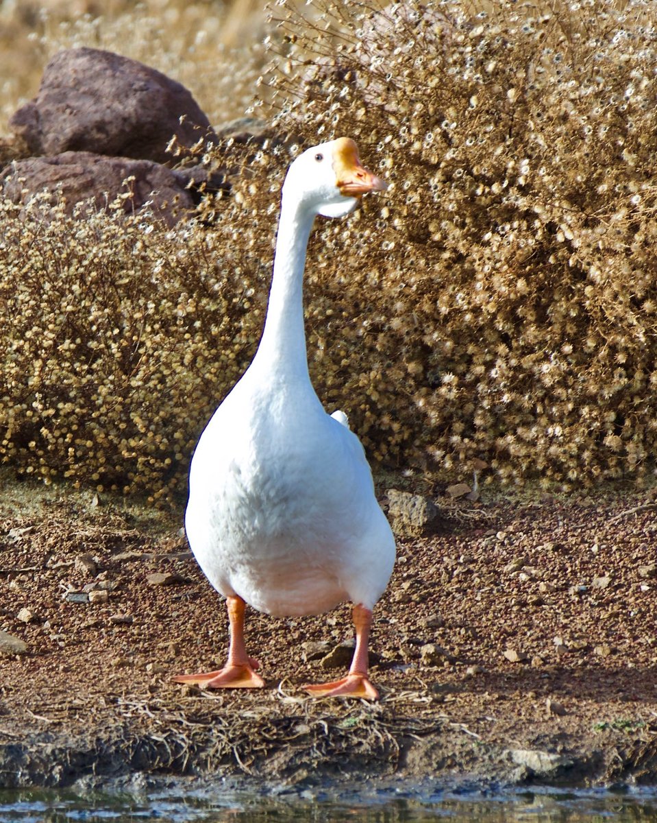 senger naturwelt large goose