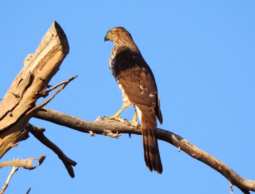 Cooper's Hawk with white stripe? - Help Me Identify a North American ...