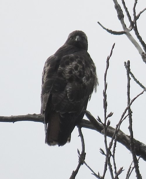 1027779087_hawk2.JPG.1790b6b52d08ae50c2553d2111144b1a.JPG