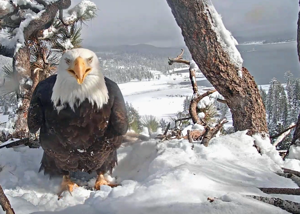 Screenshot_2019-12-25 Big Bear Bald Eagle Cam - YouTube.png