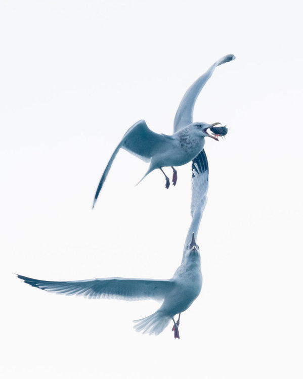 Herring Gull fight Har-753974.jpg