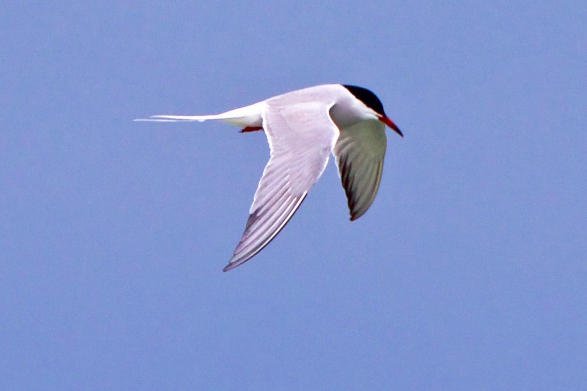 Common or Arctic Tern at Point Pelee, Ontario, Canada - Help Me ...