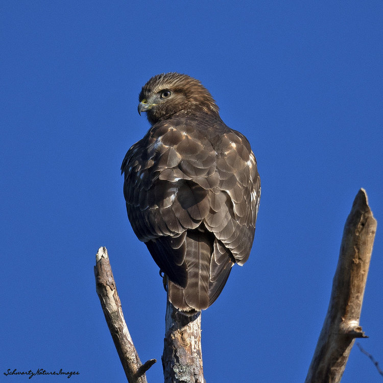 East Tennessee Hawk ID help - Help Me Identify a North American Bird ...