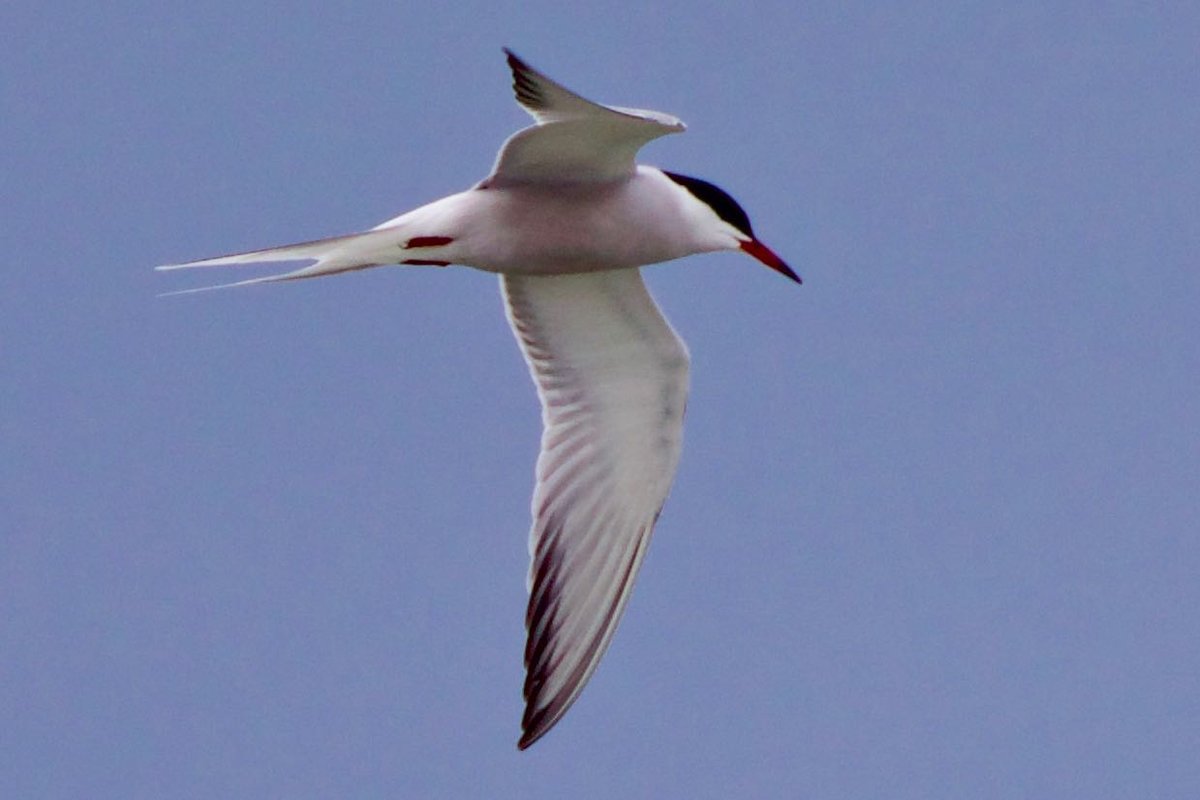 Common or Arctic Tern at Point Pelee, Ontario, Canada - Help Me ...