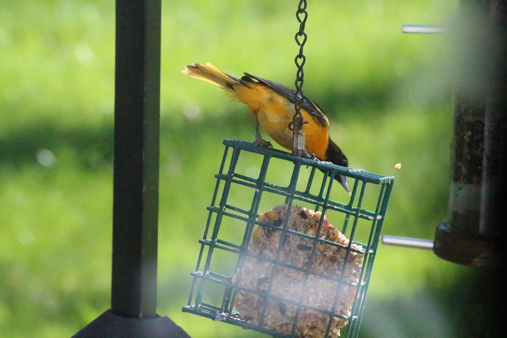Baltimore Oriole 01 (29).JPG