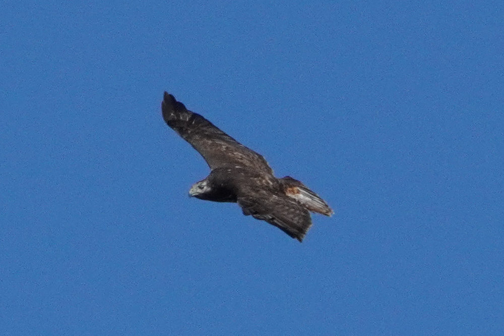 DSC06079.jpg