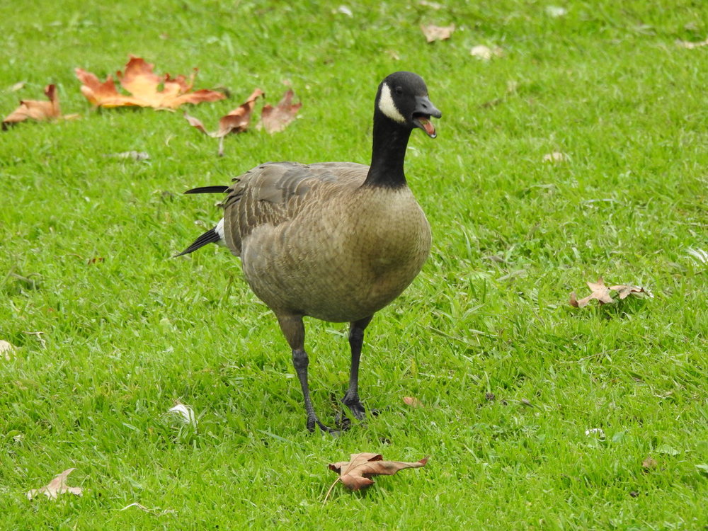 Goose Question - Help Me Identify a North American Bird - Whatbird