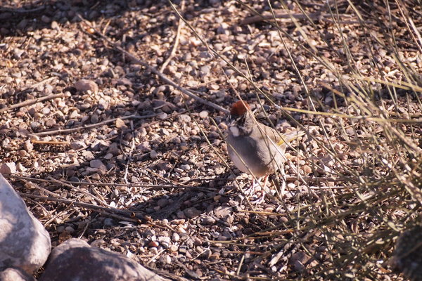 Green tailed towee