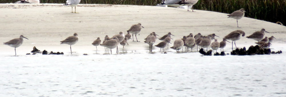 2020-01-11 vilano shorebirds.JPG