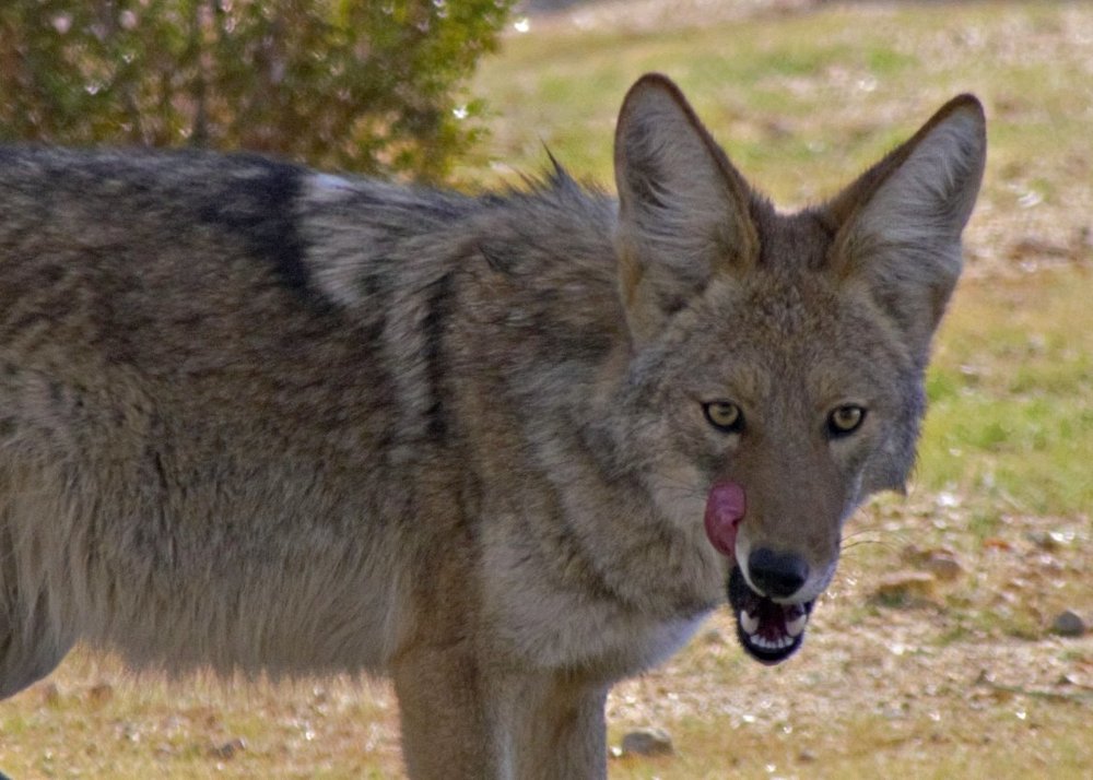coyote “the look”.jpg