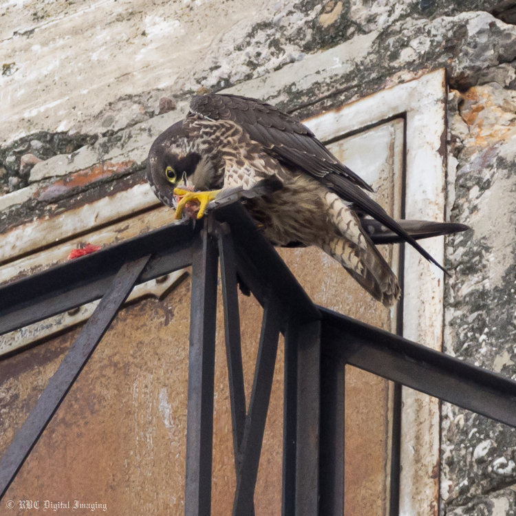 Peregrine Falcon imm prey HVT-7222619.jpg