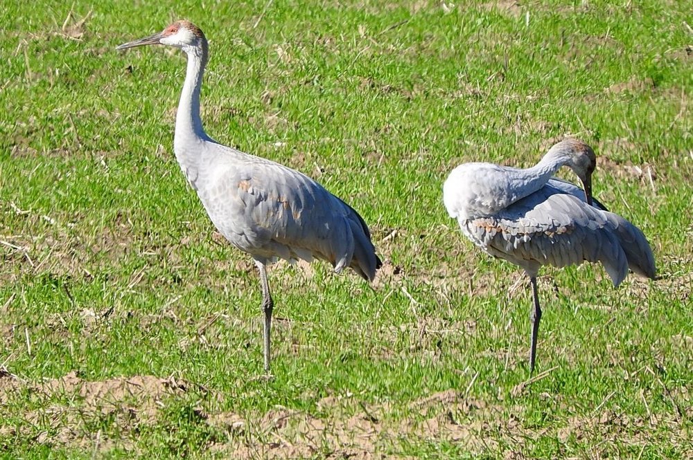 Sandhill Crane 1-6-20.JPG