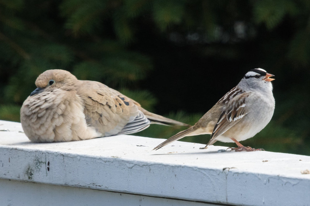 White-crowned Sparrow HandC-7217368.jpg
