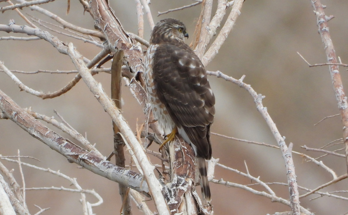 Hawks? - Help Me Identify a North American Bird - Whatbird Community