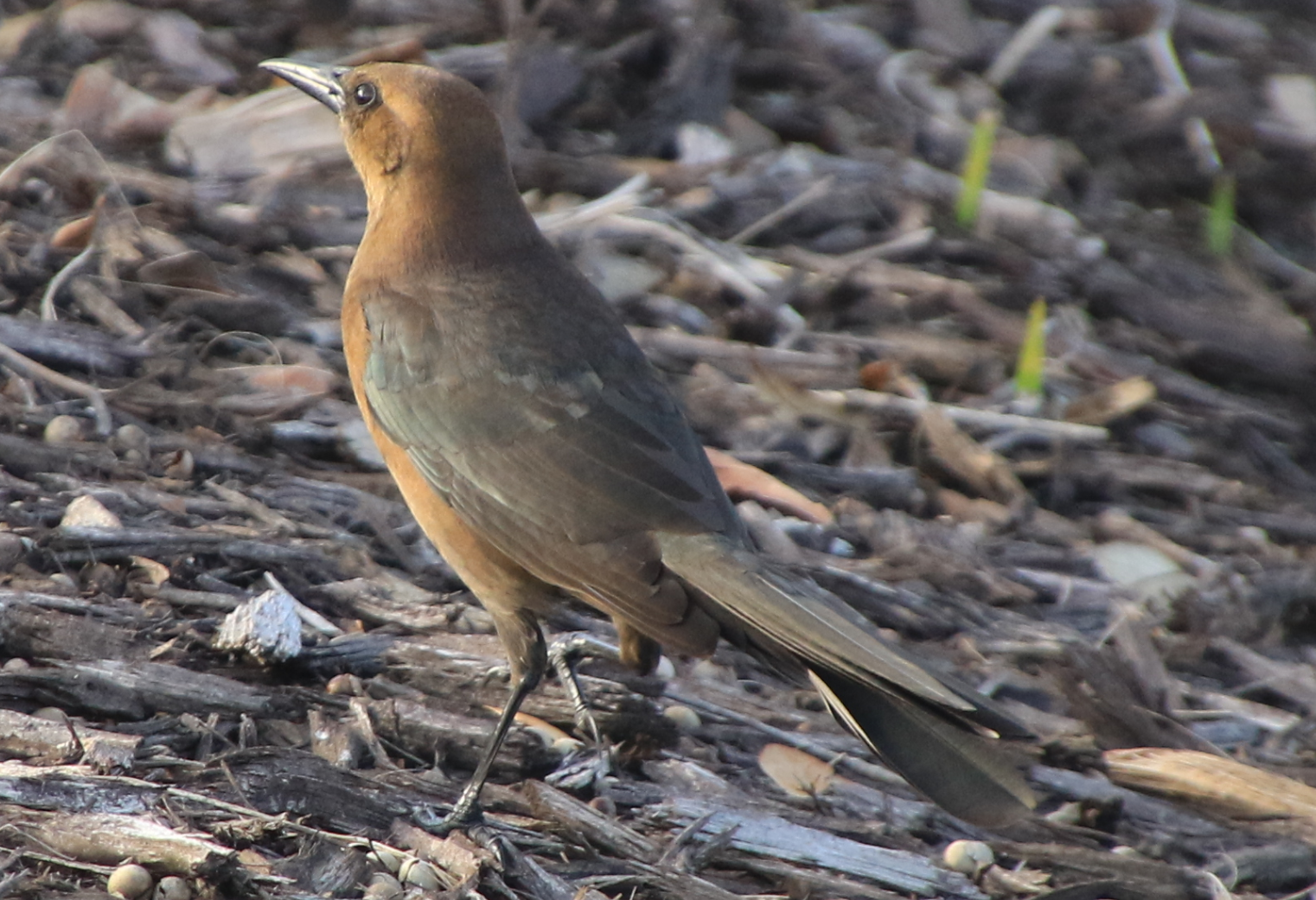 Boat Tailed Grackle - Florida.PNG