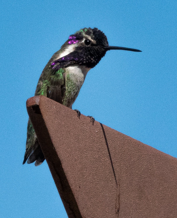 Hummingbird 2.jpg