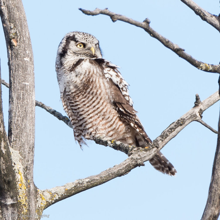 Northern Hawk Owl juv-3542.jpg