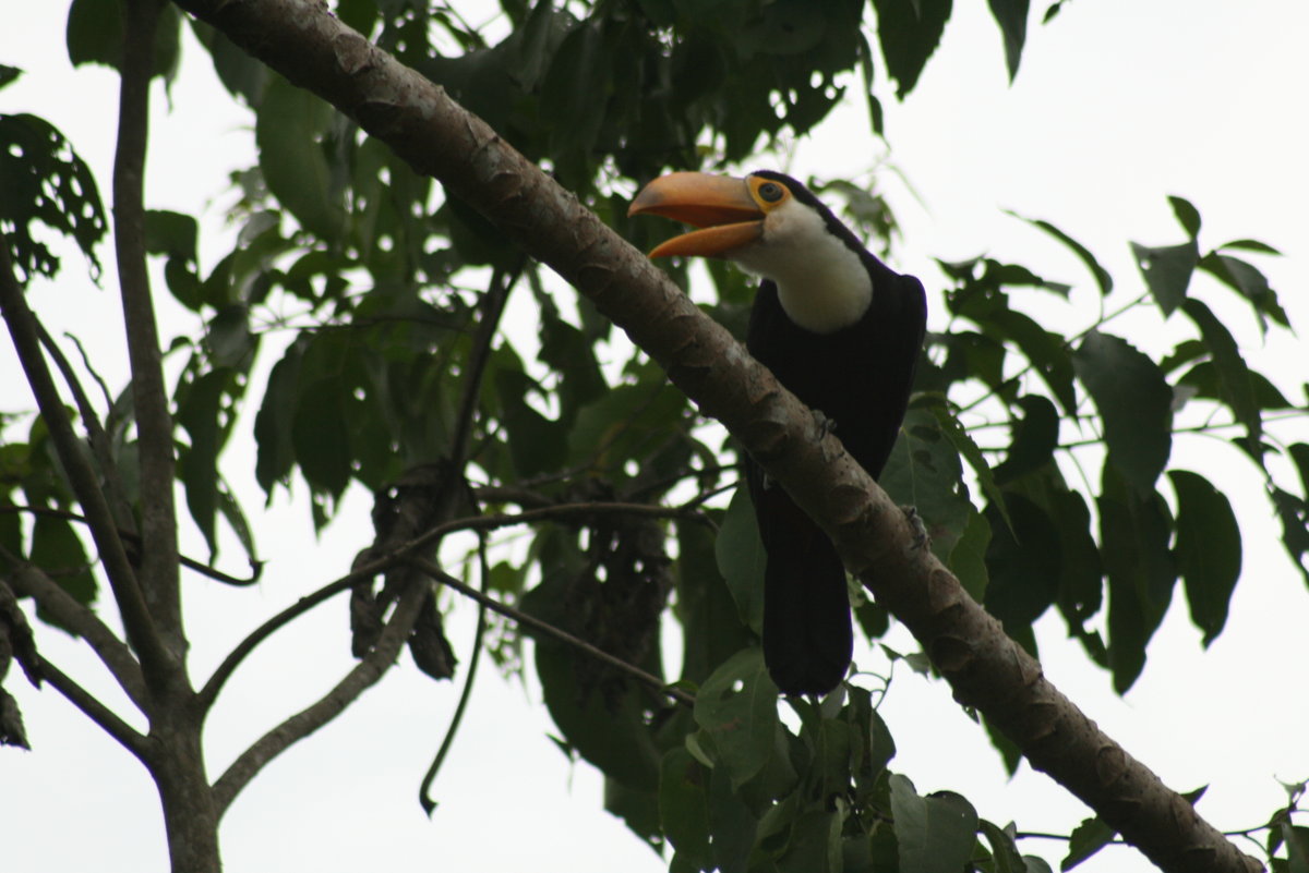 Iguazu Falls Argentina Brazil December Help Me Identify A Bird Outside North America