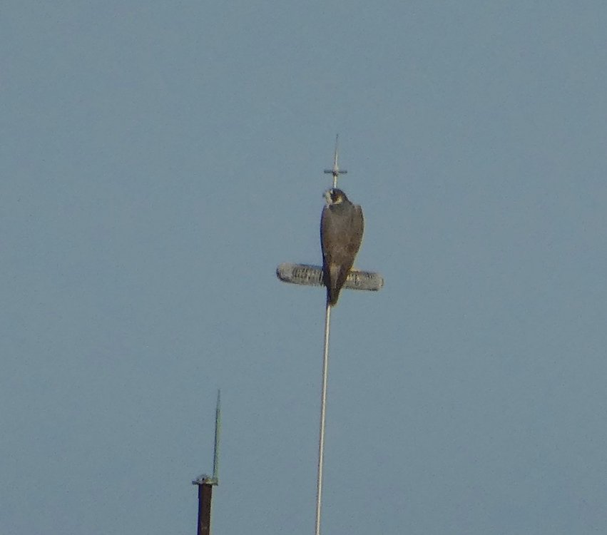 Collared Forest Falcon ???? (2).jpeg
