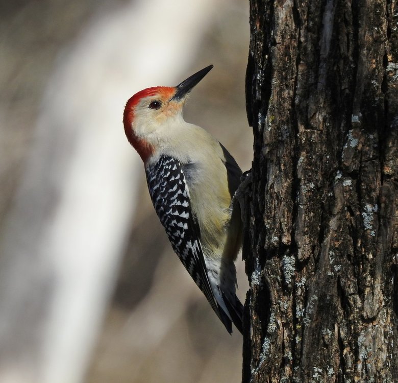 woodpecker, red bellied (7).JPG