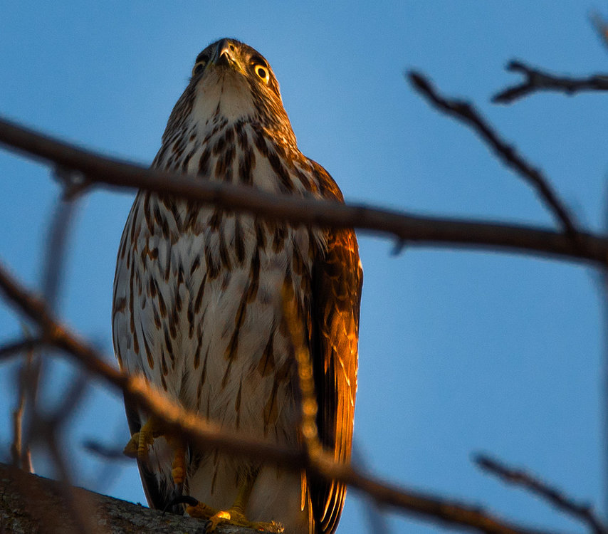 Cooper's Hawk grounded by crows.jpg
