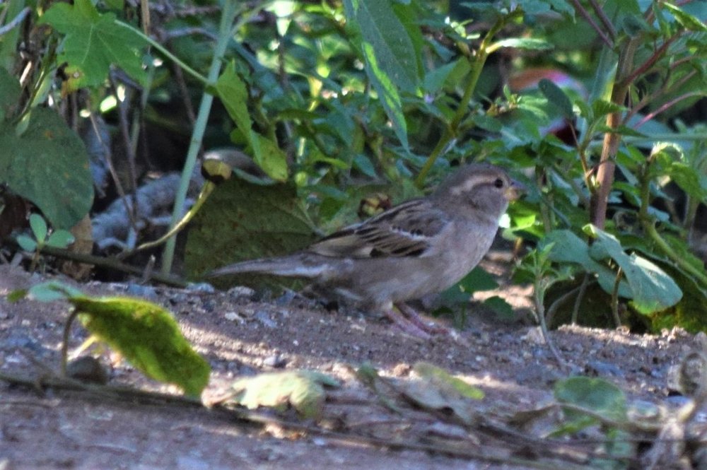 House sparrow DSC_5177.jpg