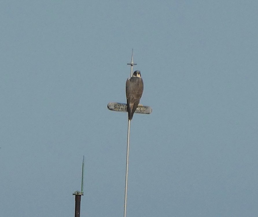 Collared Forest Falcon ???? (3).jpeg