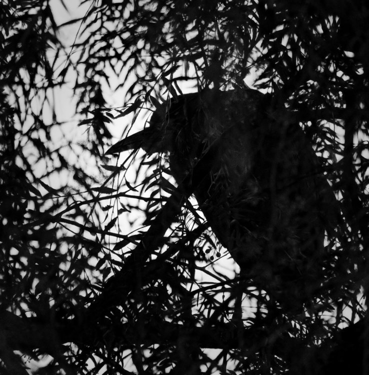 Black-and-white Crowned Night Heron.jpg