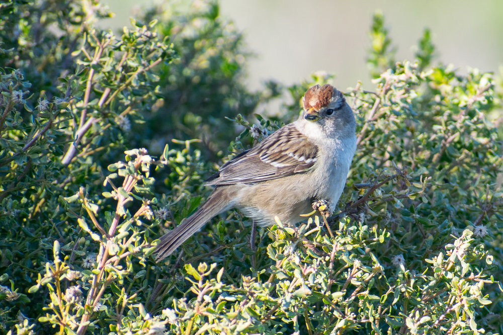 Chipping Sparrow? 2-2-20.jpg