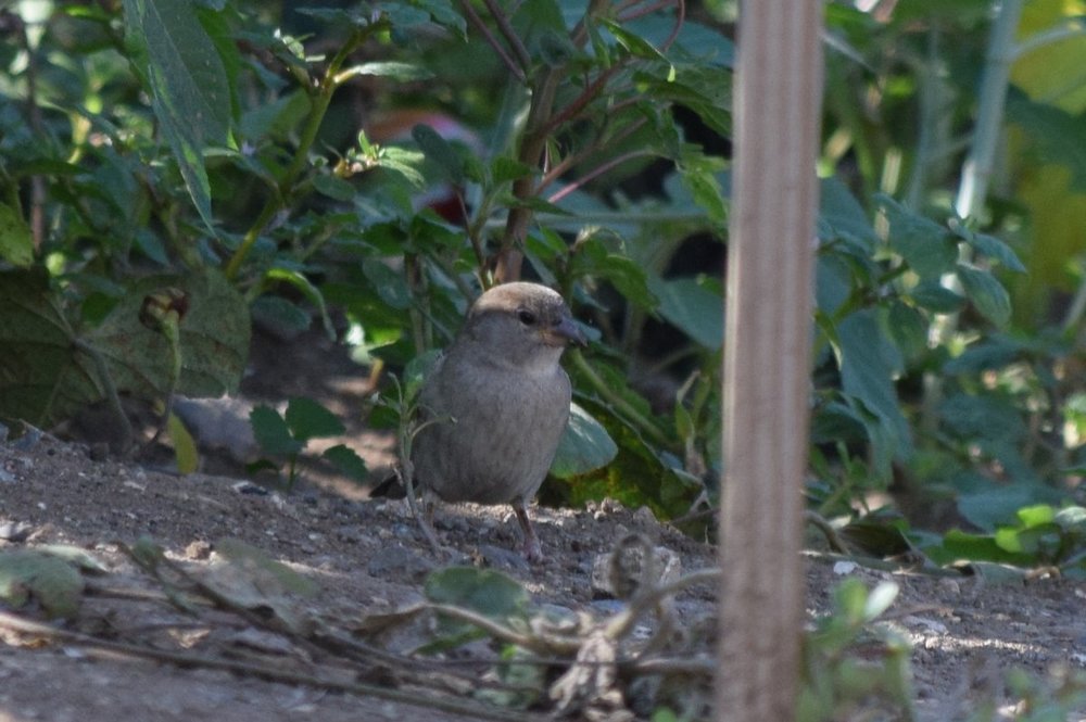 House sparrow DSC_5180.jpg