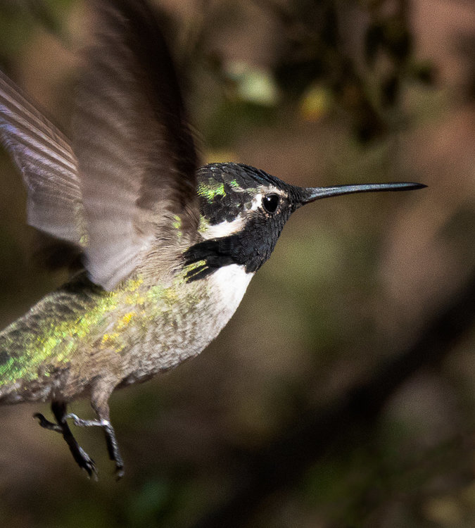 Hummingbird 3.jpg