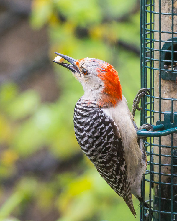 Female Red-bellied Woodpecker with her prize.jpg