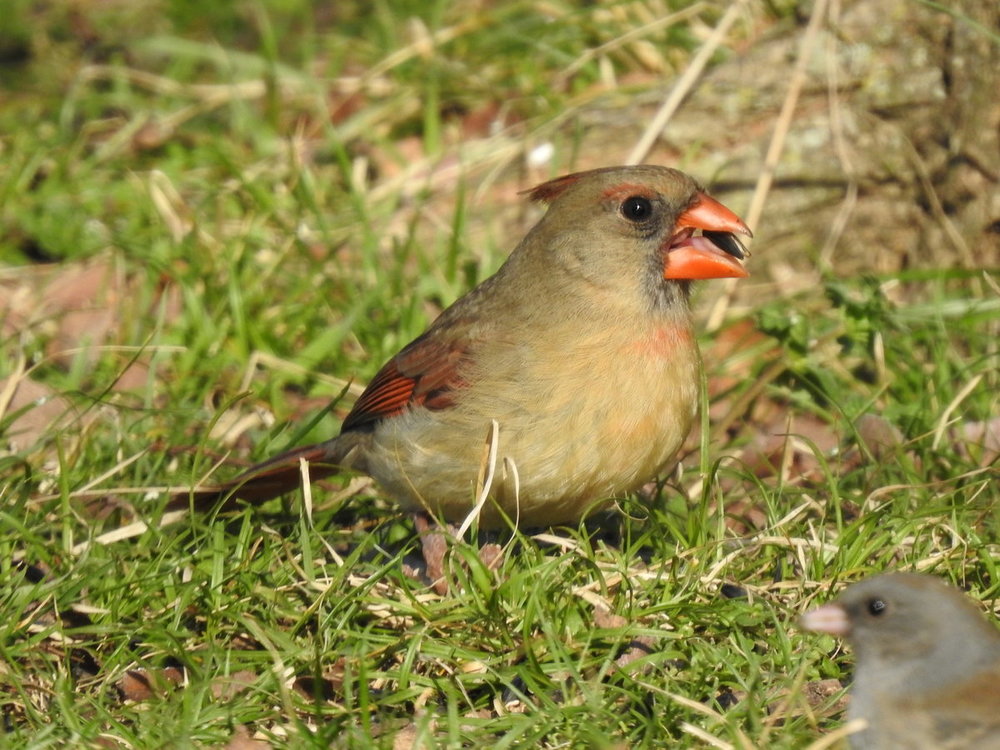 DSCN5993.JPG