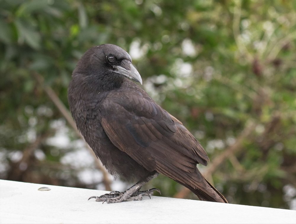 IMG_2577_crow.jpg