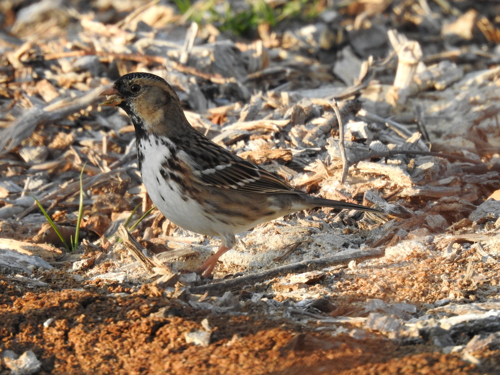 sparrow, harris (2).JPG