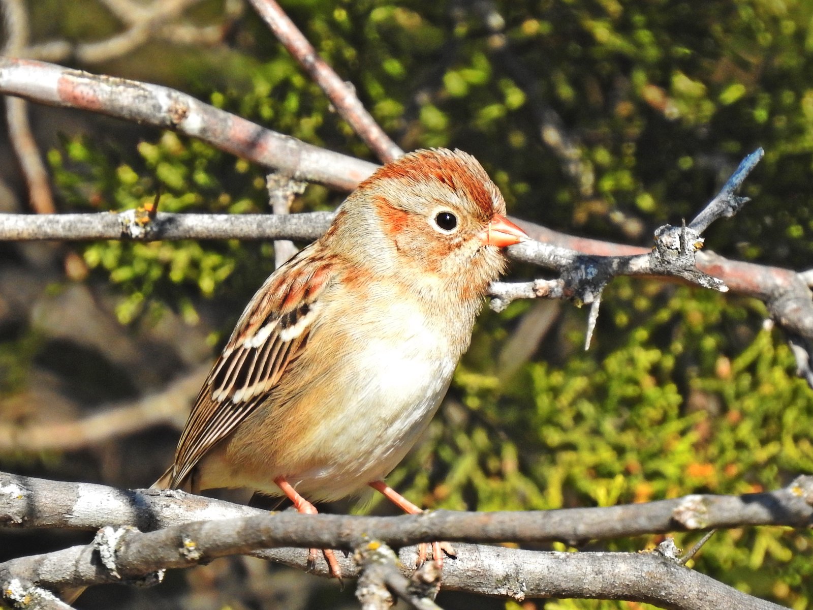 sparrow, field (2).JPG