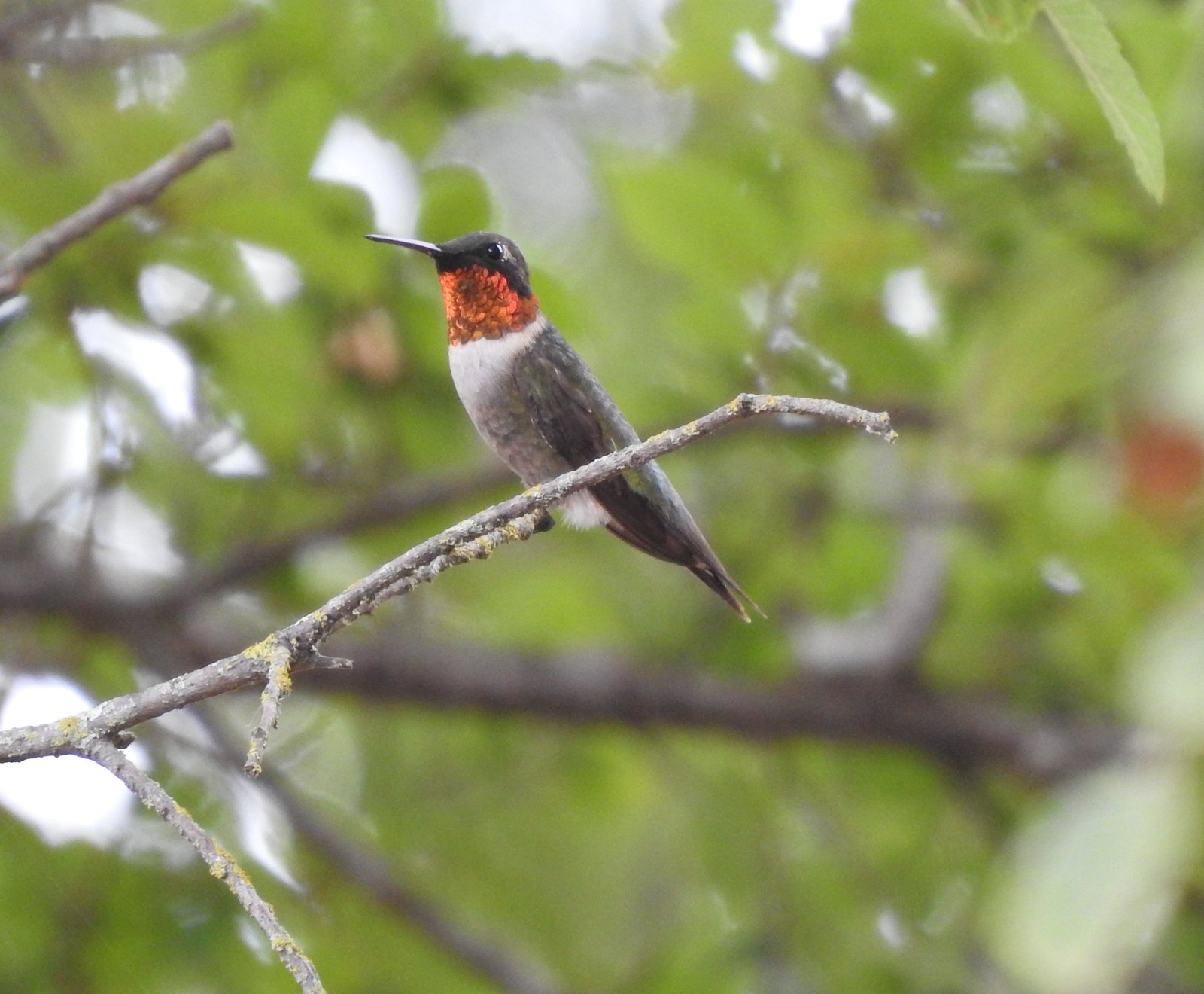 hummingbird ruby,-throated (5).JPG