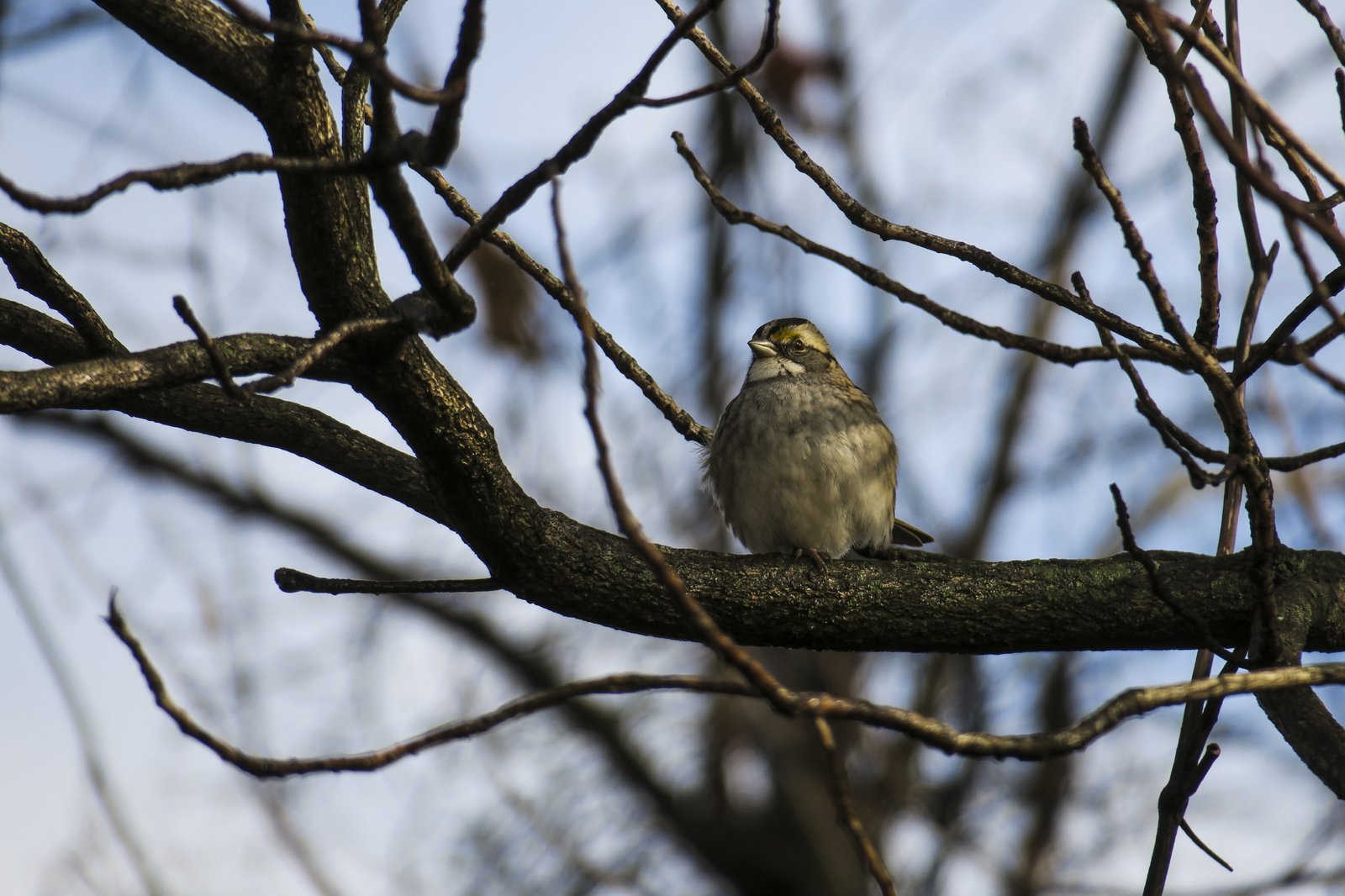 White-throated Sparrow 4.jpg